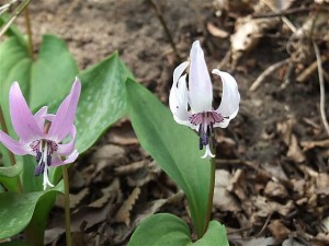 カタクリと白花カタクリ