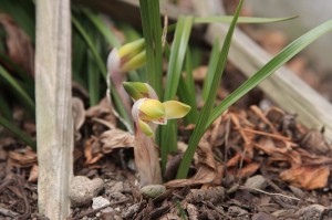 生物っぽい？シュンランの開花