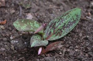 我家のカタクリ、今日の様子