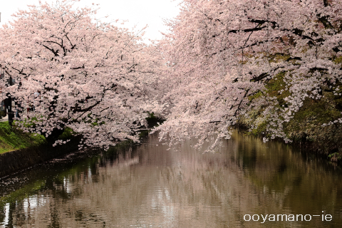 昨年の弘前公園の桜