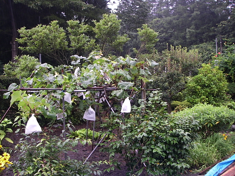 e6a48de8bebce381bf 庭の植込み