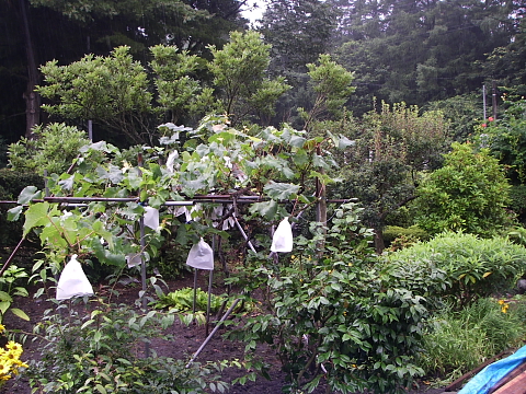 庭の植込み