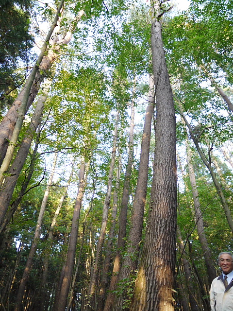 赤松と杉と雑木の山